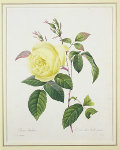 Rosa indica, engraved by Bessin, from 